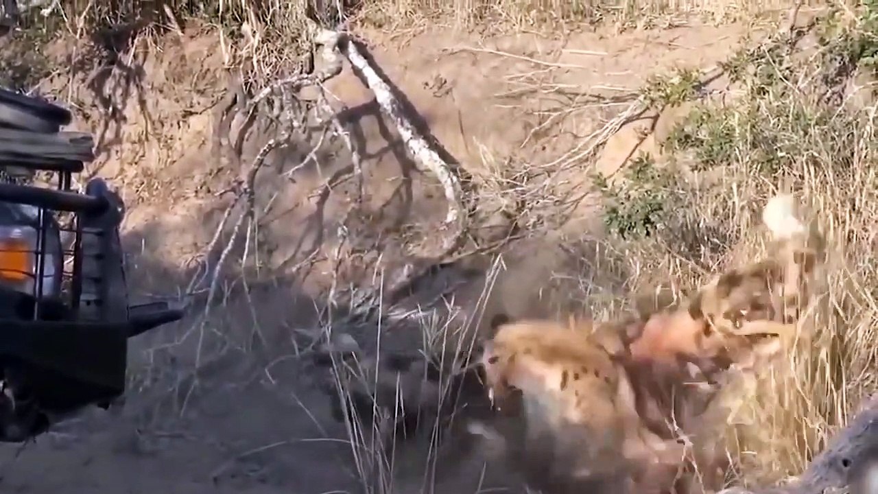 Cunning Herd Of Wild Dogs Attack Cheetah To Steal Its Prey - Crocodiles vs Hyenas   Wild Fights