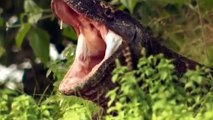 Crazy Invasion Of Komodo Dragons Make Other Animals Tremble - Buffaloes vs Komodo   Wild Fights