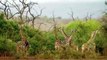 Unmerciful Battle Between Brave Giraffes And Lions - Wild Boars vs Lionesses   Crazy Fights
