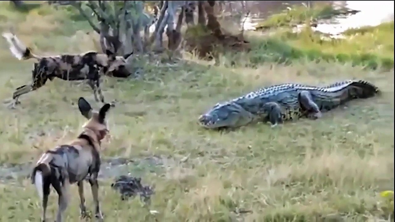 Unbelievable Crocodile Can Eat A Big Leopard
