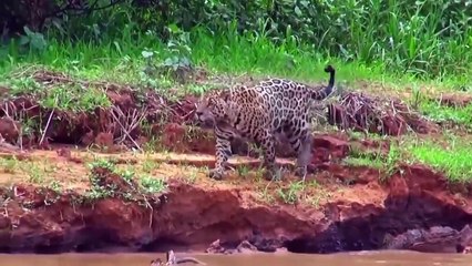 Lucky Leopard Escapes Crocodile's Teeth
