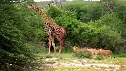 Wildlife Brave Giraffe Kick Five Lion  Vs Zebra, Wild Dog  Wild Animal Attack