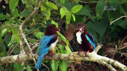Wildest Islands - Sri Lanka - Monsoon Island