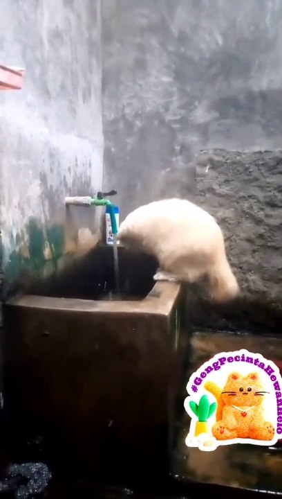 Video kucing