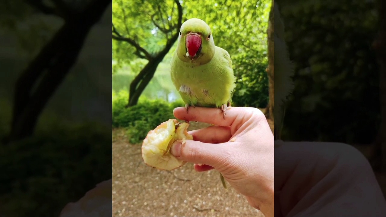 parrot talking videos
