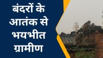 कुशीनगर: बंदरों के आतंक से दहशत में लोग, देखें वीडियो