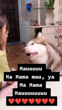 OMG Videos of Dogs Chatting are Really Funny to Make You Laugh