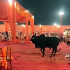 शादी मे घुसा बैल ने मचाई तबाही किसी को नही छोडा | Ox enters in the wedding function and starts destroying everything