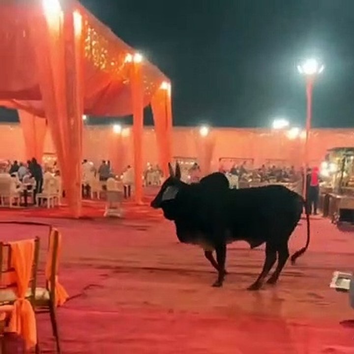 शादी मे घुसा बैल ने मचाई तबाही किसी को नही छोडा | Ox enters in the wedding function and starts destroying everything