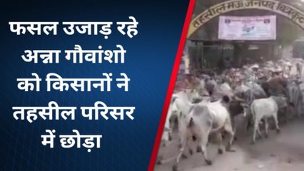 चित्रकूट: गुस्से में लाल ग्रामीणों ने तहसील को बनाया गौशाला, किसानों की फसलें हो रही थी नष्ट