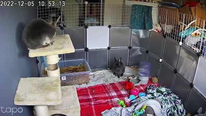 Rabbit Falls From Compromised Cat Tower