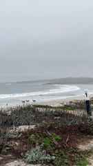 Deer Play Along California Beach