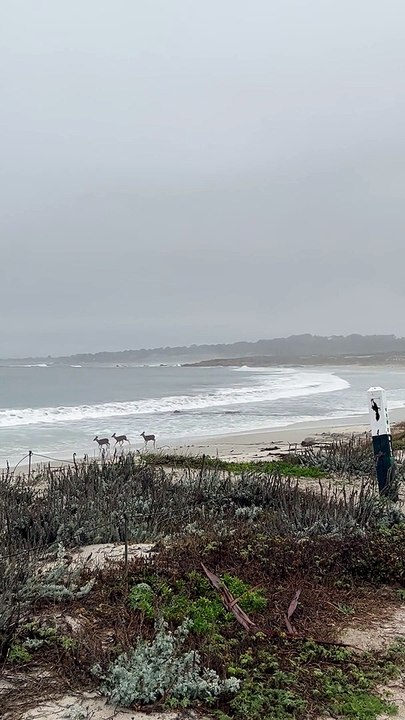 Deer Play Along California Beach