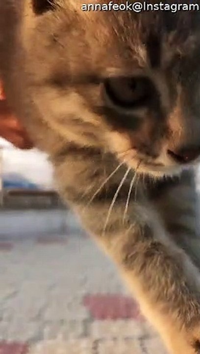 Cute Kitten Climbs on Athlete Doing Stretches