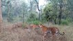Tiger family video : बांधवगढ़ टाइगर रिजर्व में एक साथ नजर आए चार बाघ, तीन शावकों के साथ दिखी डॉटी