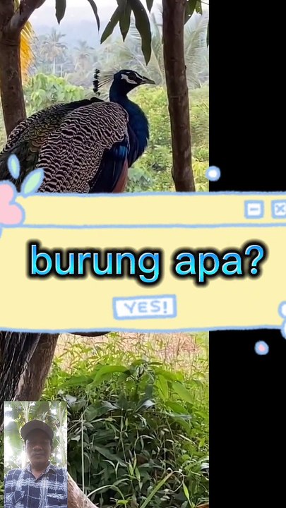Burung apa y?