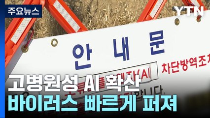 고병원성 AI 창궐...오리 주산지 전남 중심 비상 / YTN