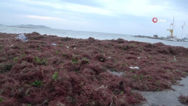 İstanbul'da lodos... Kadıköy sahili kırmızı yosunla kaplandı