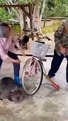 funny videos dog and cat comedy part 13