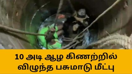 உதகை: 10 அடி ஆழ கிணற்றில் விழுந்த பசுமாடு பத்திரமாக மீட்பு