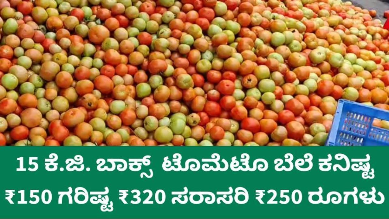 ಏರಿಕೆಯಾಯ್ತು ಟೊಮೇಟೊ ಬೆಲೆ, ಇಂದಿನ ಧಾರಣೆ ಎಷ್ಟು ಗೊತ್ತಾ?