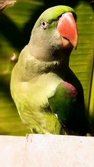 Most Beautiful Talking Parrot