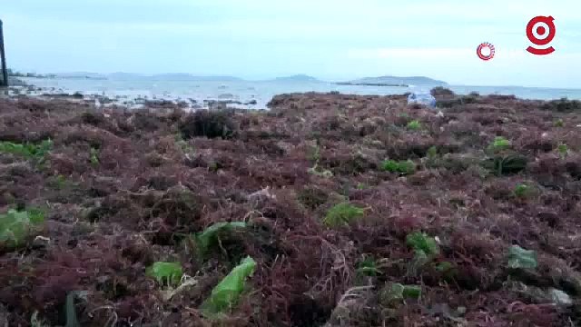 İstanbul’u lodos, Kadıköy’ü kırmızı yosunlar vurdu