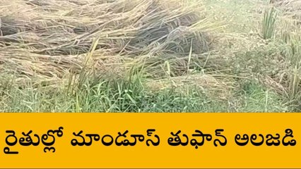 తెనాలి: విరుచుకుపడ్డ మాండూస్ తుఫాన్.... రైతుల్లో ఆందోళన