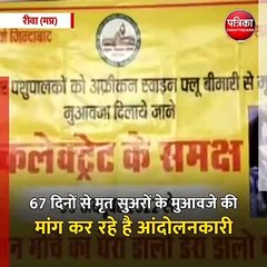 रीवा (मप्र): कलेक्ट्रेट के सामने 2 महीने से धरने पर बैठे है सूअर पालक