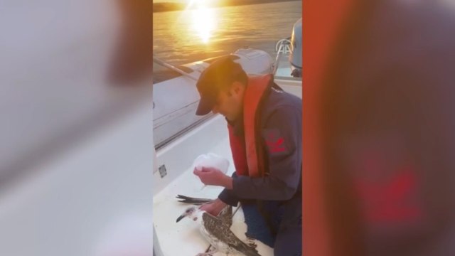 Şile'de naylon poşete dolanarak ağlara takılan martı kurtarıldı