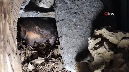 Türkiye'nin ilk armadillo yavrusu 3 buçuk ay önce dünyaya gözlerini açtı