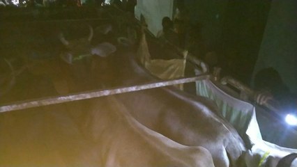 ফের আসানসোলে তৃণমূলের মদতে জারি গরু পাচারচক্র, এলাকায় উত্তেজনা | Oneindia Bengali