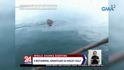 5 Butanding, namataan sa Ragay Gulf | 24 Oras Weekend