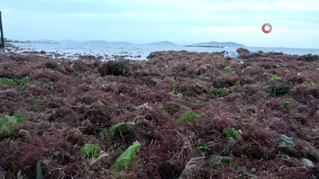 İstanbul’u lodos, Kadıköy’ü kırmızı yosunlar vurdu