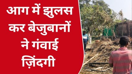 मधुबनी: मवेशी घर में आग लगने से एक साथ कई बेजुबान निर्दोष पशुओं की हुई मौत