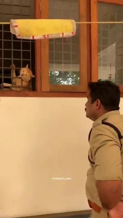 Funny cat got stuck.