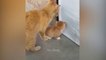 Funniest Animals 2022  Funniest Cats and Dogs   - Pets Family
