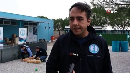 Şiddet Mağduru Köpeklere Büyükşehir Köpek Eğitim ve Rehabilitasyon Merkezinde Müzikle Terapi
