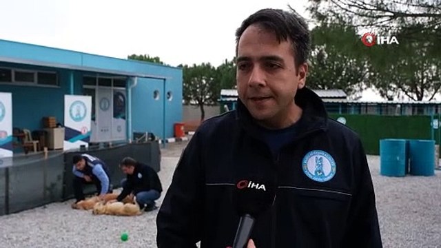 Şiddet Mağduru Köpeklere Büyükşehir Köpek Eğitim ve Rehabilitasyon Merkezinde Müzikle Terapi