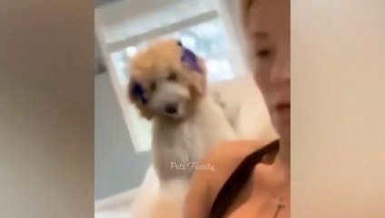 Funniest Animals 2022  Funniest Cats and Dogs - Pets Family