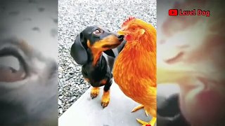 Funny Cats And Dogs Videos - AWW Funny Cat And Dog Videos 2022 - Funny Animal Videos