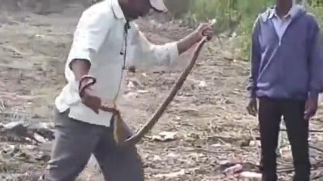 బాసర: ట్రిపుల్ ఐటీలో పాము కలకలం