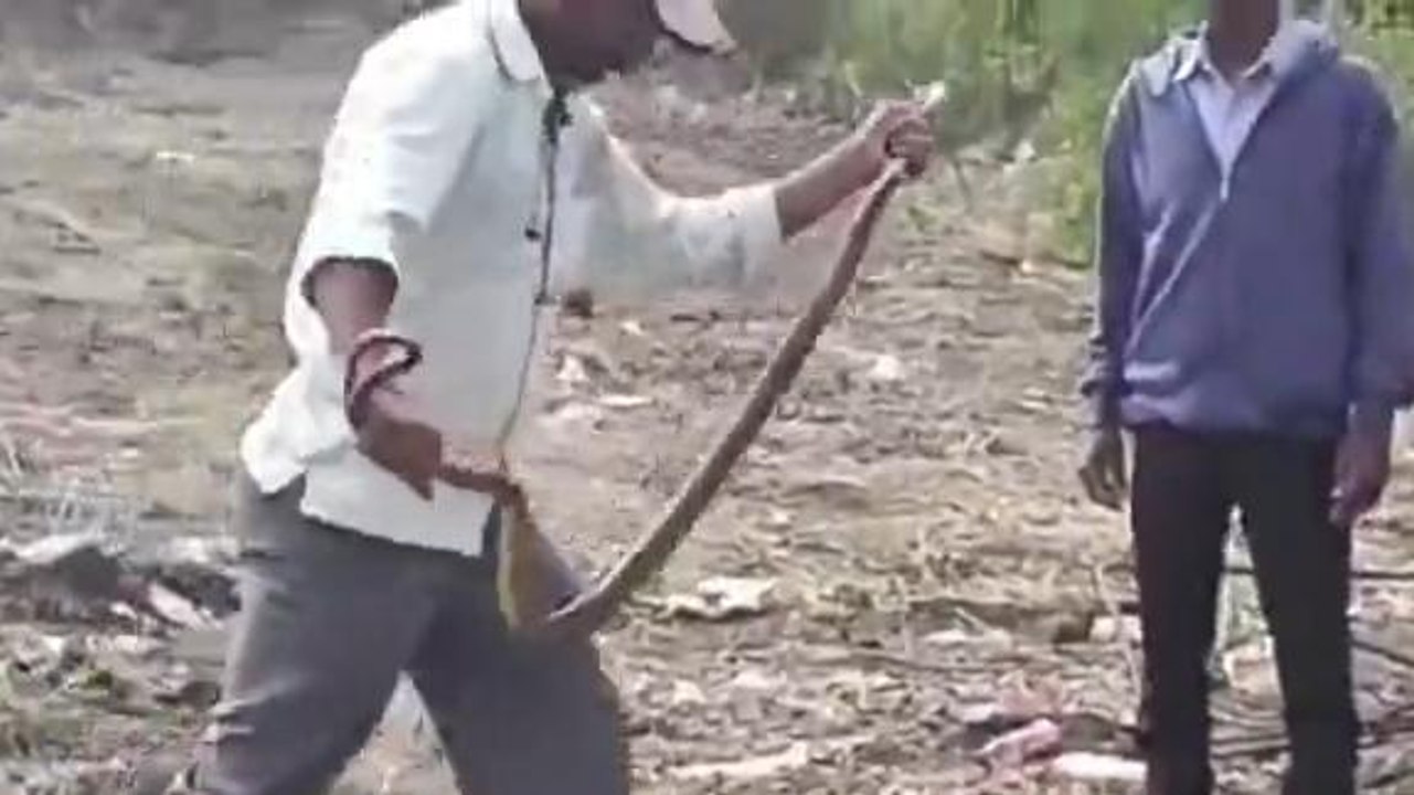 బాసర: ట్రిపుల్ ఐటీలో పాము కలకలం