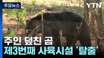 주인 덮친 곰 이번이 3번째 탈출...