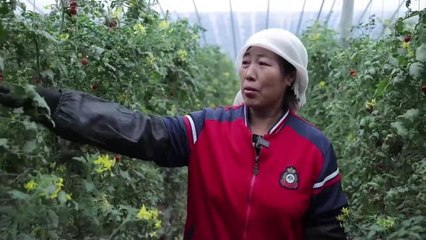 Çin'deki Başlıca Sebze Üretim Üssü, Tedarikin İstikrarlı Olmasını Sağlamak İçin Çabalıyor