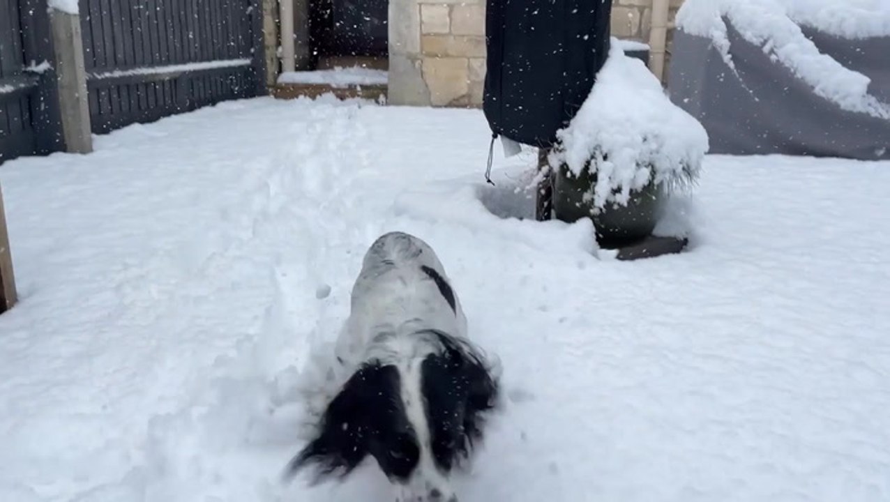 Excited cocker spaniel plays in fluffy Gloucestershire snow