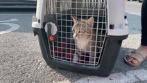 England squad mascot 'Dave the Cat' begins journey to UK