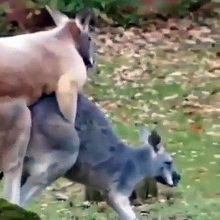 Animal meeting