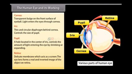 Class 10 Human Eye Physics