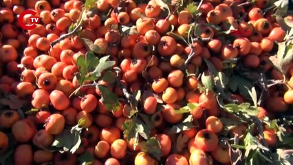 Toros Dağları'ndan alıç topluyorlar